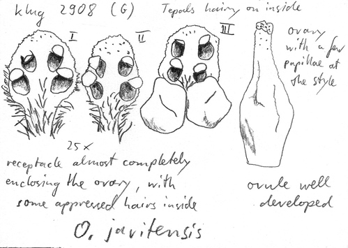 Vorschaubild Ocotea javitensis (Kunth) Pittier